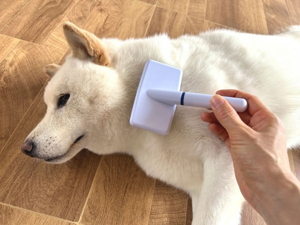 犬の換毛期におけるブラッシングの重要性と方法サムネイル