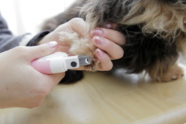犬の爪切りの頻度：健康的な生活をサポートするためのガイドサムネイル
