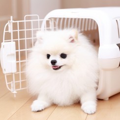 犬のストレスサインを見抜く｜愛犬をリラックスさせるためのポイントサムネイル