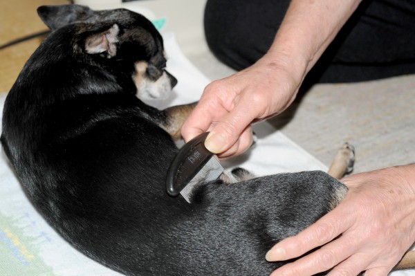 犬の抜け毛対策｜快適な生活を守る方法サムネイル