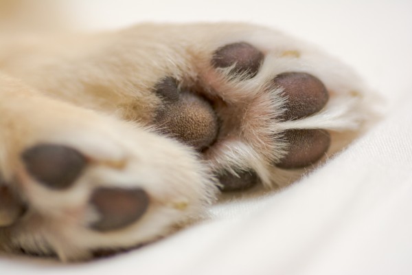 犬の肉球のひび割れを直す方法｜ケアと予防策サムネイル
