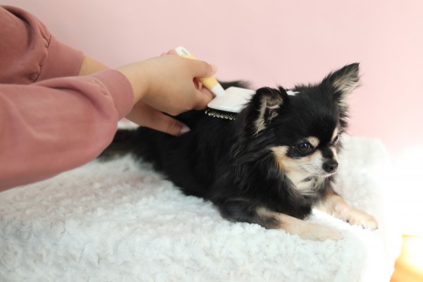 犬の毛玉のほぐし方｜適切なケアで愛犬の被毛を守ろうサムネイル