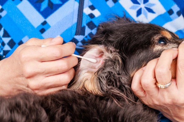 犬の耳の汚れの原因と対策｜健康を守るために知っておきたいことサムネイル
