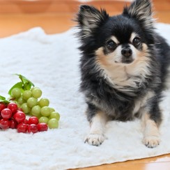 犬にあげてはいけない果物とは？愛犬の健康を守るために知っておくべきことサムネイル