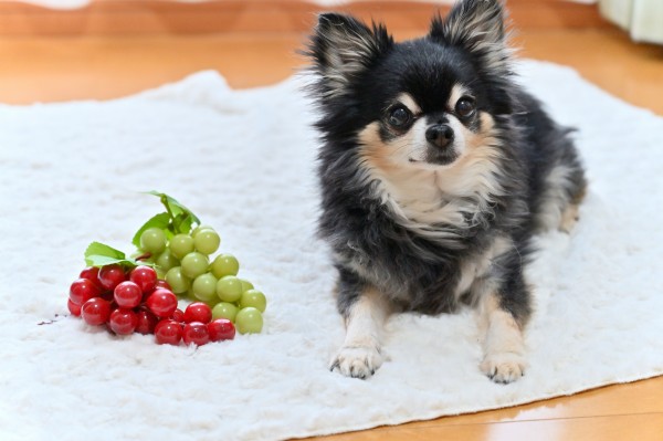 犬にあげてはいけない果物とは？愛犬の健康を守るために知っておくべきことサムネイル